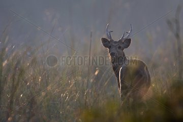 Hog Deer in the grass in the Bardia NP Nepal