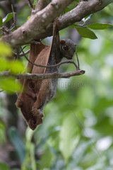 Philippine Flying Lemur in the Tarutao NP Thailand