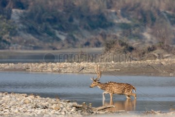 Axis deer out of the water Bardi NP Nepal