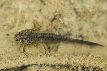 Alpine newt larva with gills and legs Switzerland
