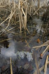 Dead frogs in a frozen pond Switzerland