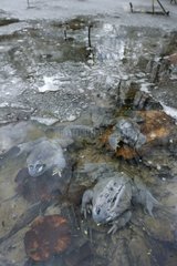 Dead frogs in a frozen pond Switzerland