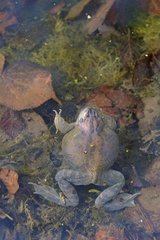 Aquatic Snails on dead frog in a frozen pond