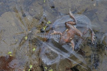 Dead frog in a frozen pond Switzerland