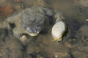 Dead frog in a frozen pond and Freshwater Snail on ice