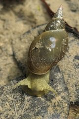 Freshwater Snail in the water Forest pond Switzerland