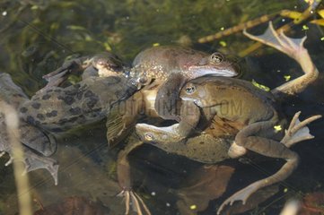 Coupling of frogs in a forest pond