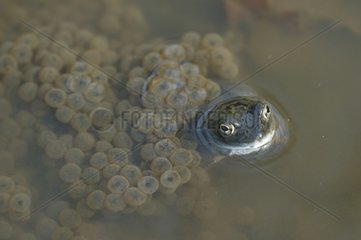 Frog and spawn in a forest pond