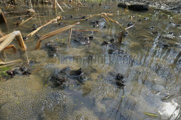 Frogs and nesting in a pond forest Switzerland