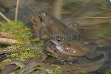Mating frogs in a pond forest