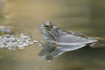 Frog and nesting in a pond forest Switzerland