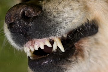Closeup of the teeth of a Golden Retriever France
