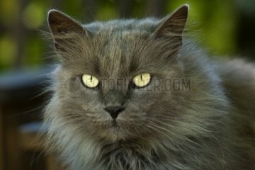 Bastard gray cat with long hair and yellow eyes France