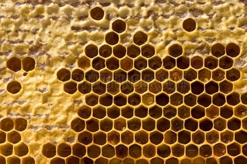 Honeycombs of a beehive partially filled with honey France