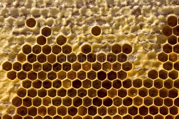 Honeycombs of a beehive partially filled with honey France