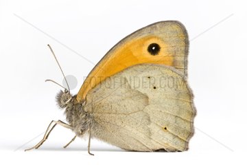 Meadow brown in studio on white background