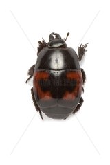 Hister beetle in studio on white background