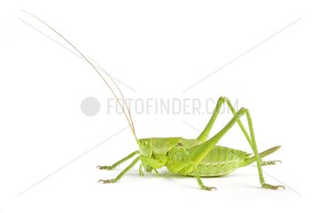 Speckled Bush Cricket in studio on white background