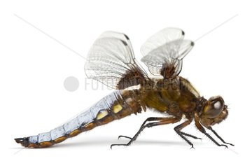 Broad-bodied Chaser studio on white background