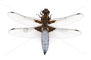 Broad-bodied Chaser studio on white background