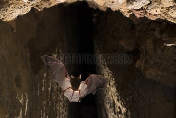 Murine in flight in a drainage tunnel France