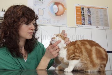 Veterinarian checking the teeth of a tiger cat European