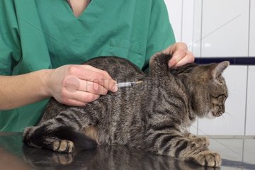 Injection of a treatment or vaccine to an European Chat