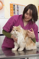 Injection of a treatment or vaccine to a Persian cat