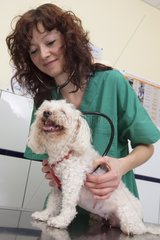 Veterinary controlling the heart of a Bichon Maltese