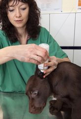 Veterinary washing the ear of a chocolate Lab puppy