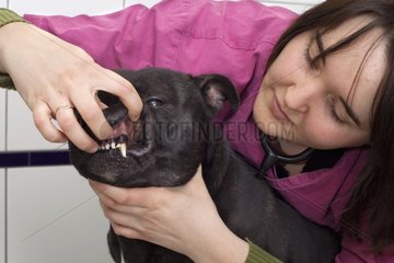 Check the teeth of a Staffordshire Bull Terrier
