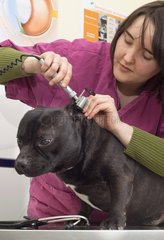 Checking the ears of a Staffordshire Bull Terrier