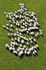 Flock of Merino sheep East in a meadow France