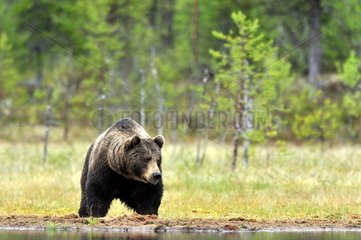 Male bear near a lake in Finland