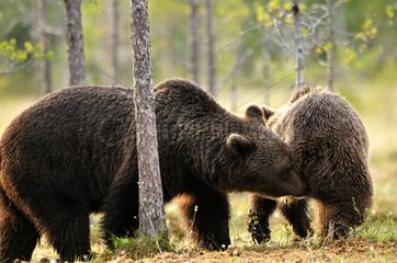 Prelude to the coupling of brown bears in Finland