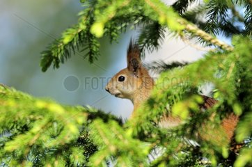 Eurasian Red Squirrel on a branch in Finland