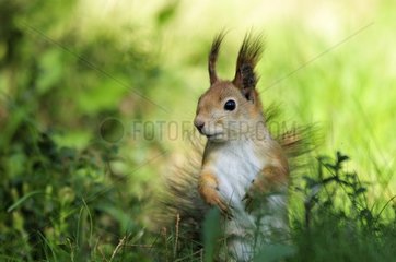 Eurasian Red Squirrel on the ground in Finland