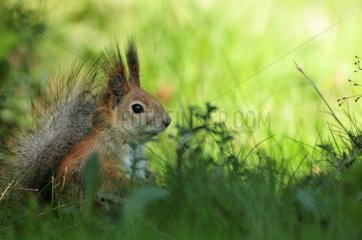 Eurasian Red Squirrel on the ground in Finland