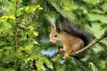Eurasian Red Squirrel in a tree in Finland