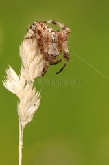 Spider stationed at the lookout on top of a grass
