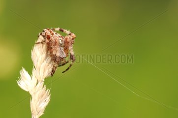 Spider stationed at the lookout on top of a grass