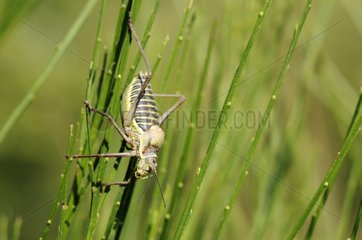 Grasshopper laid on the stems of a shrub