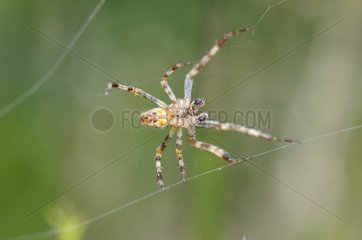 Spider weaving its web