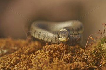 Grass Snake at the edge of a forest pond - Lorraine France