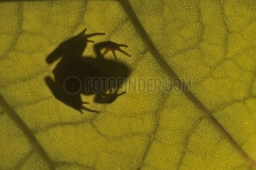 Shadow of Grass Frog on a leaf - Lorraine France