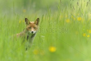 Red fox in the tall grass - Lorraine France