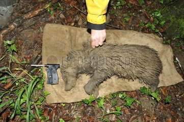 Badger covered in mud caught and asleep - France