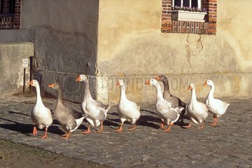 Geese 'Normande' breed walking in single file France