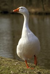 Geese 'Blanche du Poitou' breed on a bank Holland