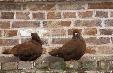 Pigeons 'Mondain' posed along a wall France